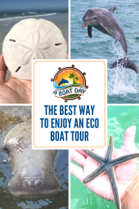 The Best Way to Enjoy an Eco Boat Tour in Tampa Bay Florida