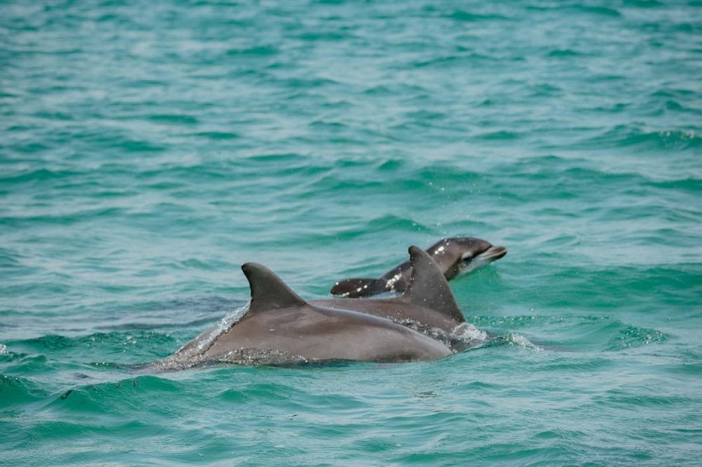 a dolphin jumping out of the water